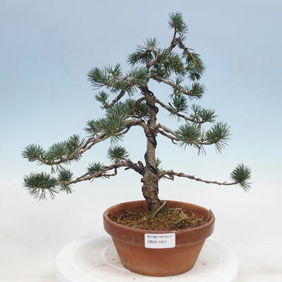 Bonsai im Freien - Pinus parviflora - kleine Kiefer - 1