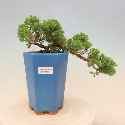 Bonsai im Freien - Juniperus procumbens - Niedergeworfener Wacholder