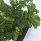 Zimmer Bonsai - Grewia occidentalis - Seestern Lavendel - 1/4