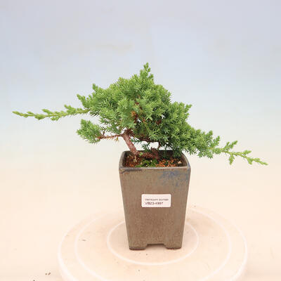 Bonsai im Freien - Juniperus procumbens - Niedergeworfener Wacholder