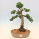Outdoor-Bonsai - Juniperus chinensis Kishu - Chinesischer Wacholder - 1/5
