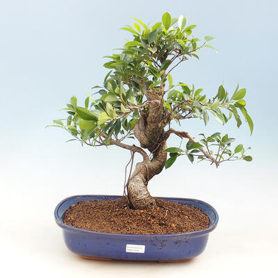 Indoor-Bonsai - kleinblättriger Ficus