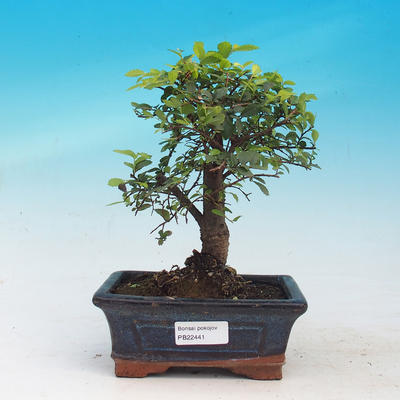 Zimmerbonsai - Ulmus parvifolia - Lesser Elm - 1