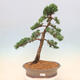Outdoor-Bonsai - Juniperus chinensis Kishu - Chinesischer Wacholder - 1/5