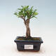 Zimmerbonsai - Ficus retusa - kleinblättriger Ficus - 1/2
