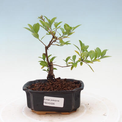 Zimmerbonsai - Enzianbaum-Solanum rantonnetii - 1