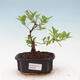 Zimmerbonsai - Enzianbaum-Solanum rantonnetii - 1/3