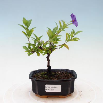 Zimmerbonsai - Enzianbaum-Solanum rantonnetii - 1
