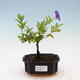 Zimmerbonsai - Enzianbaum-Solanum rantonnetii - 1/3