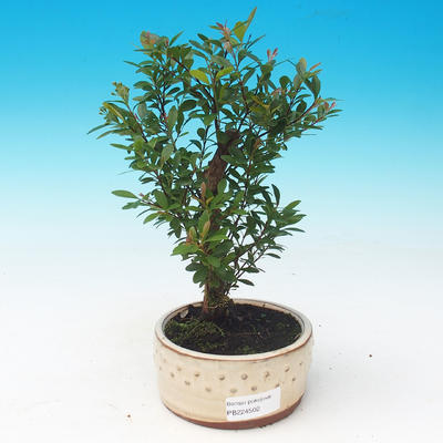 Zimmerbonsai - Syzygium - Pimentovník - 1