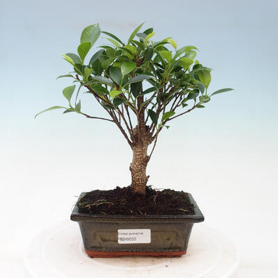 Zimmerbonsai - Ficus retusa - kleinblättriger Ficus - 1