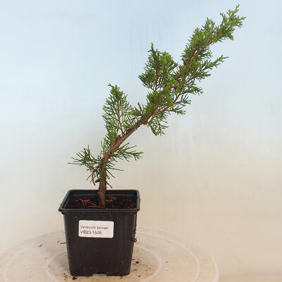 Outdoor-Bonsai - Juniperus chinensis Itoigawa-Chinesischer Wacholder - 1