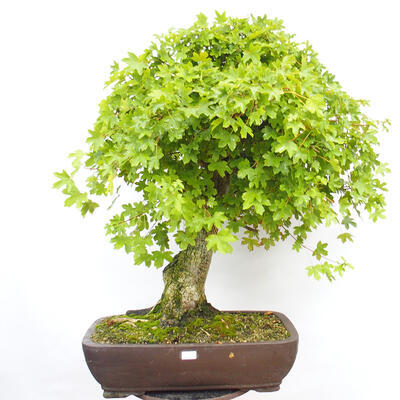Bonsai im Freien - Baby-Ahorn - Acer campestre - 1