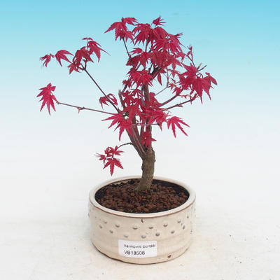 Outdoor bonsai - dlanitolistý klon - Acer palmatum DESHOJO - 1