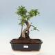 Zimmerbonsai - Ficus kimmen - kleinblättriger Ficus - 1/4