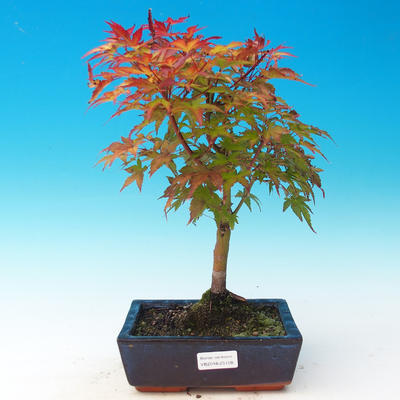Bonsai im Freien - Acer palmatum Beni Tsucasa - Auburn Ahorn - 1
