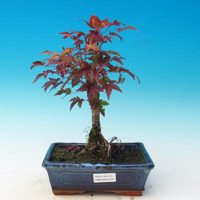 Bonsai im Freien - Acer palmatum Beni Tsucasa - Auburn Ahorn - 1