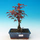 Bonsai im Freien - Acer palmatum Beni Tsucasa - Auburn Ahorn - 1/3