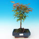 Bonsai im Freien - Acer palmatum Beni Tsucasa - Auburn Ahorn - 1/3