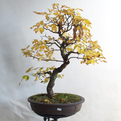 Bonsai im Freien - asiatischer Ahorn - Acer negundo - 1