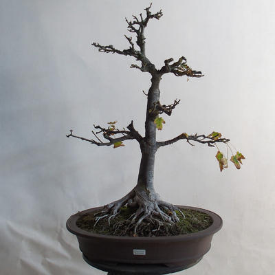 Bonsai im Freien - Eichelahorn - Acer platanoides - 1
