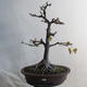 Bonsai im Freien - Eichelahorn - Acer platanoides - 1/2
