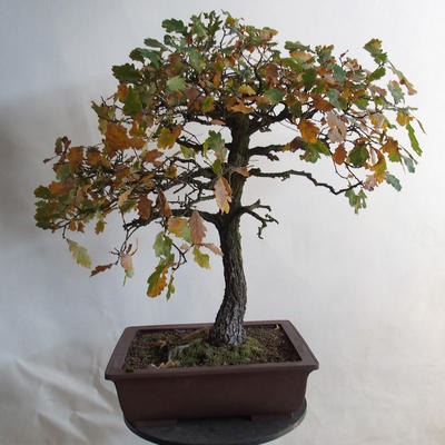 Bonsai Quercus im Freien - Eiche - 1