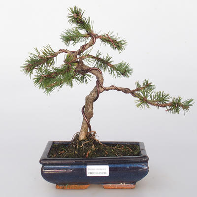 Outdoor-Bonsai - Pinus mugo - Kieferknie