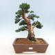 Bonsai im Freien - Juniperus chinensis - chinesischer Wacholder - 1/5