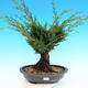 Yamadori Juniperus chinensis - Wacholder - 1/6