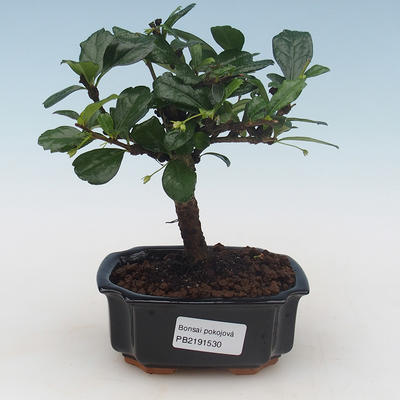 Innenbonsai - Carmona macrophylla - Tee fuki PB2191530 - 1