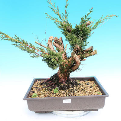 Yamadori Juniperus chinensis - Wacholder - 1