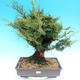 Yamadori Juniperus chinensis - Wacholder - 1/6