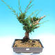 Yamadori Juniperus chinensis - Wacholder - 1/5