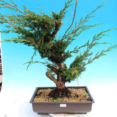 Yamadori Juniperus chinensis - Wacholder - 1