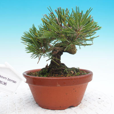 Pinus thunbergii - Thunbergova Kiefer - 1
