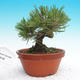Pinus thunbergii - Thunbergova Kiefer - 1/4