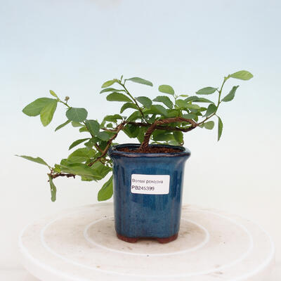 Zimmerbonsai - Grewia occidentalis - Lavendelstern - 1