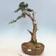Bonsai im Freien - Juniperus chinensis - chinesischer Wacholder - 1/6