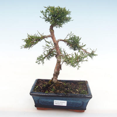 Bonsai im Freien - Juniperus chinensis - Chinesischer Wacholder VB2020-53