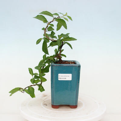 Zimmerbonsai - Grewia occidentalis - Lavendelstern - 1