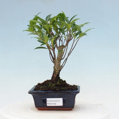 Zimmerbonsai - Ficus retusa - kleinblättriger Ficus - 1