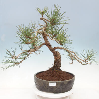 Bonsai im Freien - Pinus sylvestris Watereri - Waldkiefer - 1