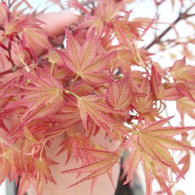 Outdoor-Bonsai - Acer palmatum Beni Tsucasa - Maple dlanitolistý - 1