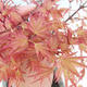 Outdoor-Bonsai - Acer palmatum Beni Tsucasa - Maple dlanitolistý - 1/3