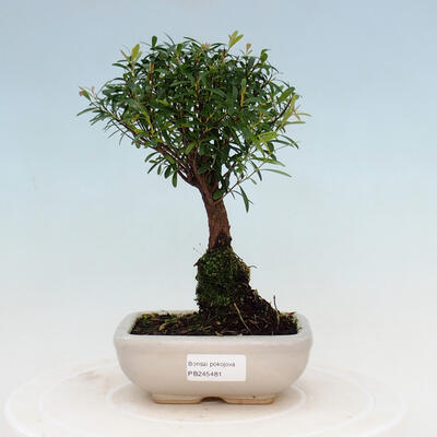 Indoor Bonsai - Syzygium - Piment - 1