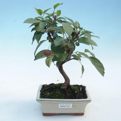 Bonsai im Freien - Malus halliana - Apfelbaum mit kleinen Früchten - 1