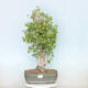 Outdoor bonsai - Jinan biloba - Ginkgo biloba - 1/4