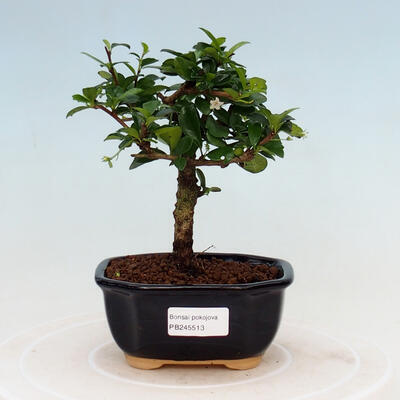 Indoor bonsai - Carmona macrophylla - Fuki tea - 1