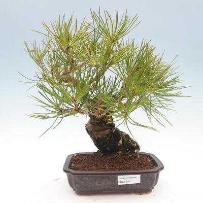 Bonsai im Freien - Pinus thunbergii - Thunberg-Kiefer - 1